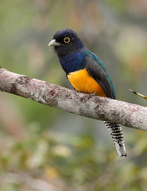 trogon guyanský - ML703218