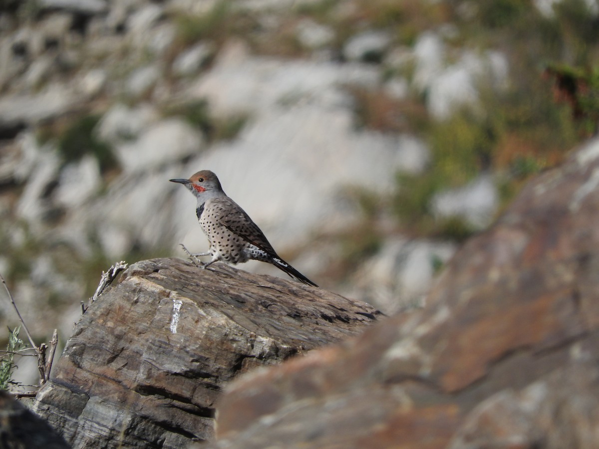 Northern Flicker (Red-shafted) - ML70322051