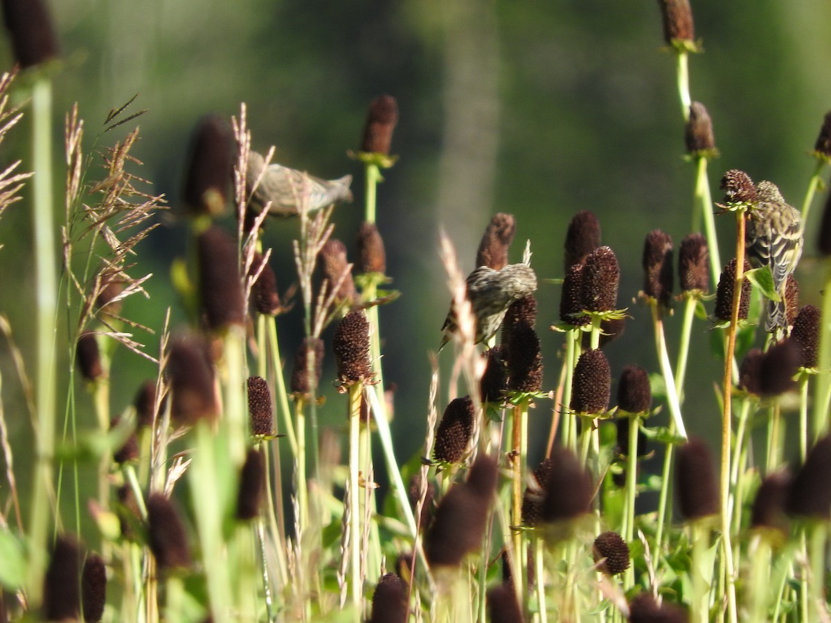 Pine Siskin - ML70322181