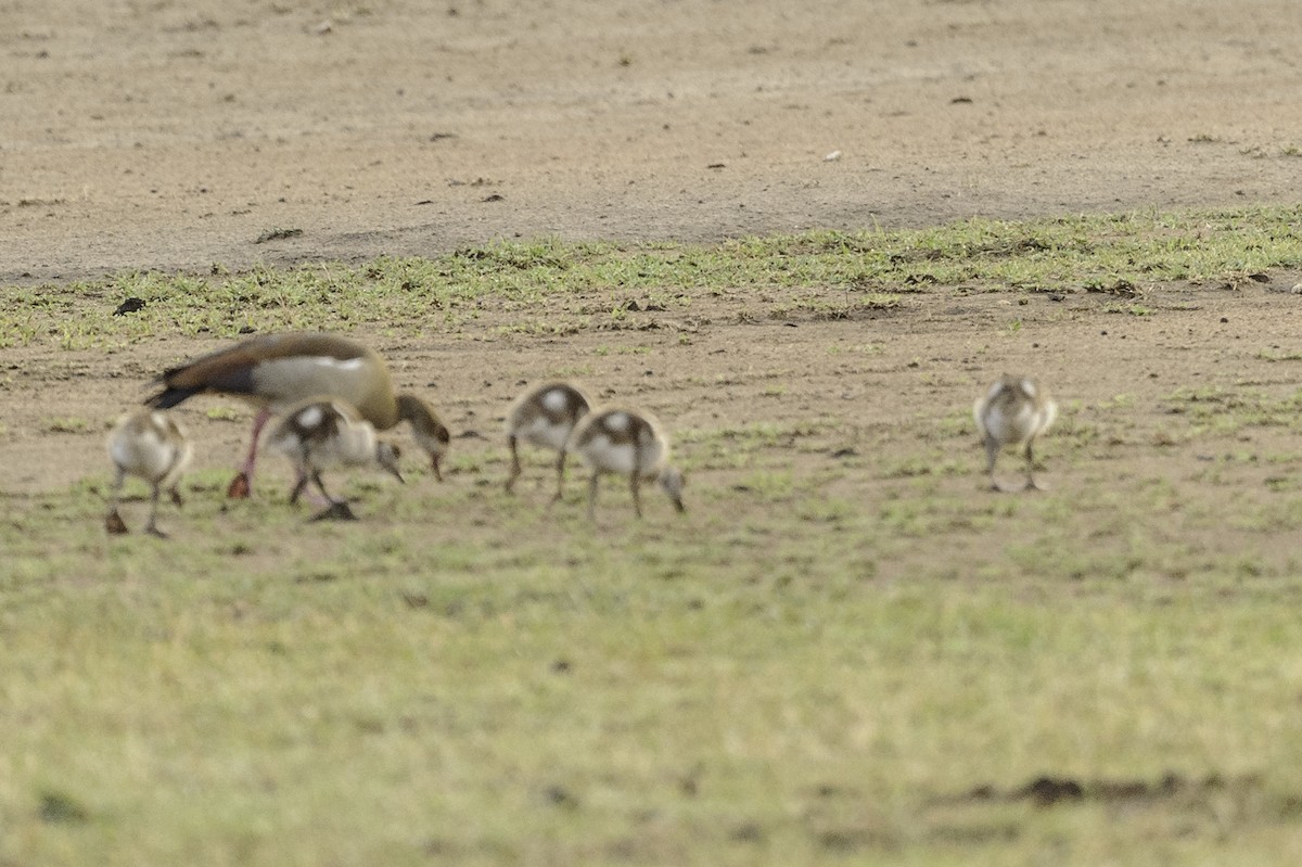 Egyptian Goose - Robert Johnson