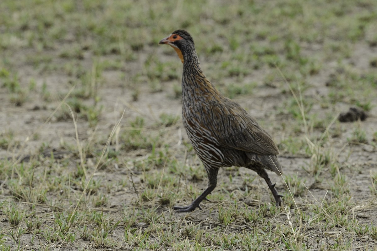 Gray-breasted Spurfowl - Robert Johnson