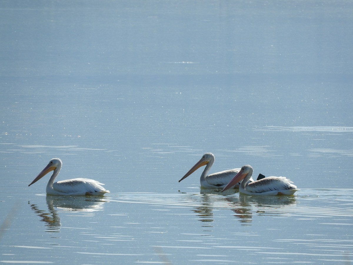 American White Pelican - ML70322621