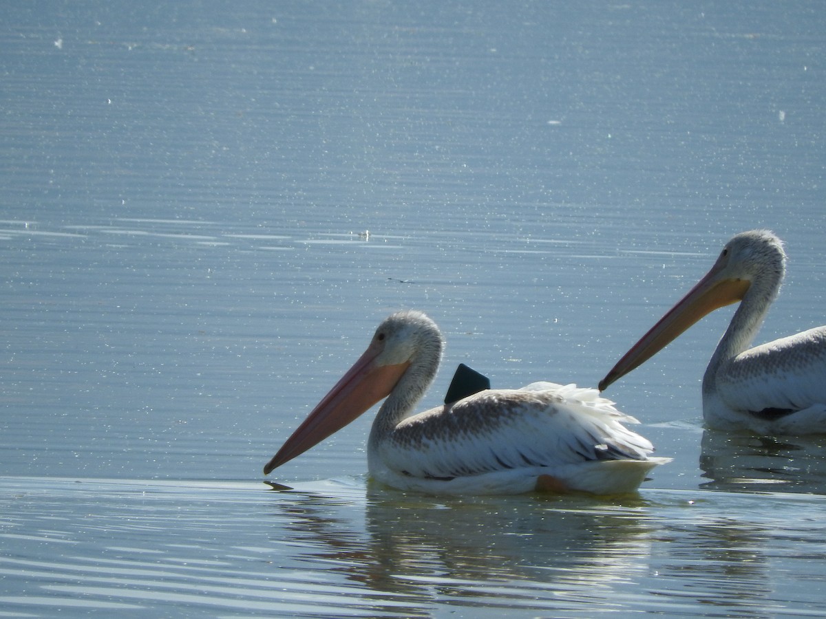 American White Pelican - ML70322631
