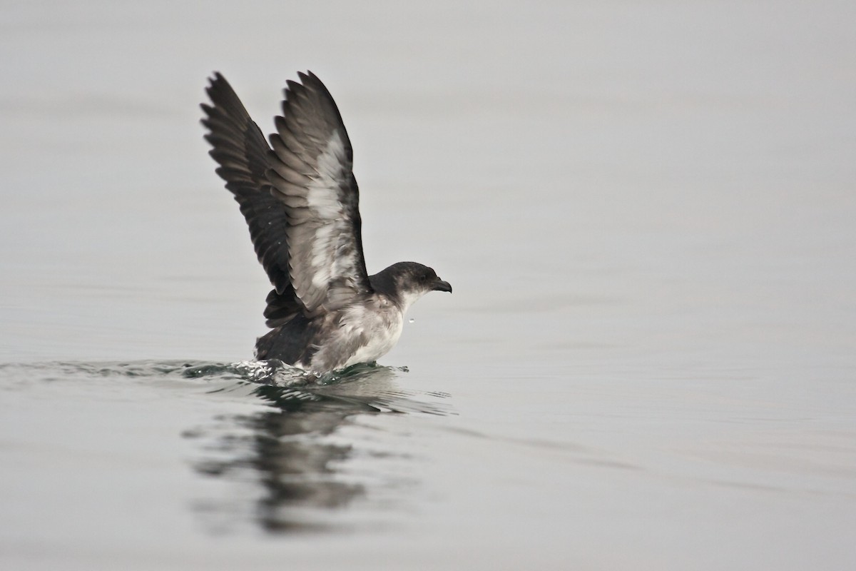 Peruvian Diving-Petrel - Mike Andersen