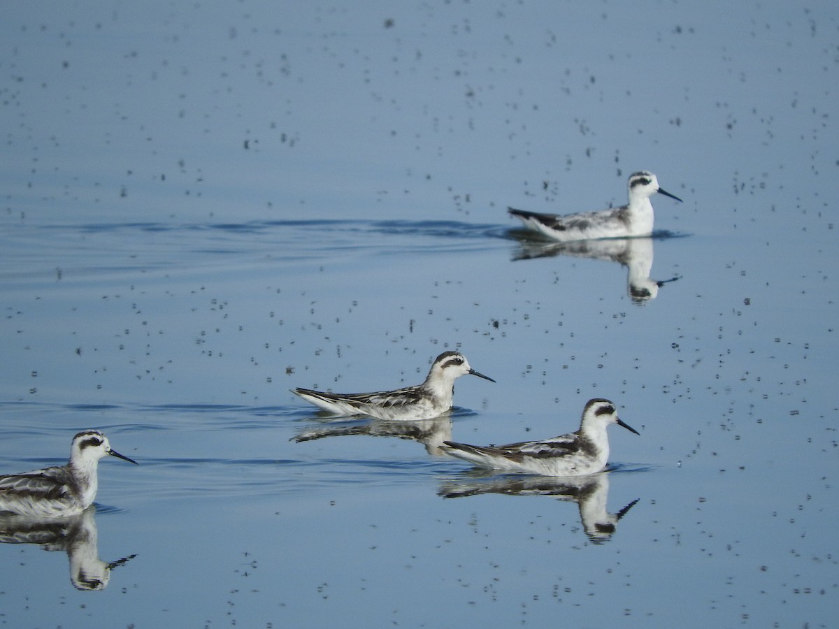 紅領瓣足鷸 - ML70322831