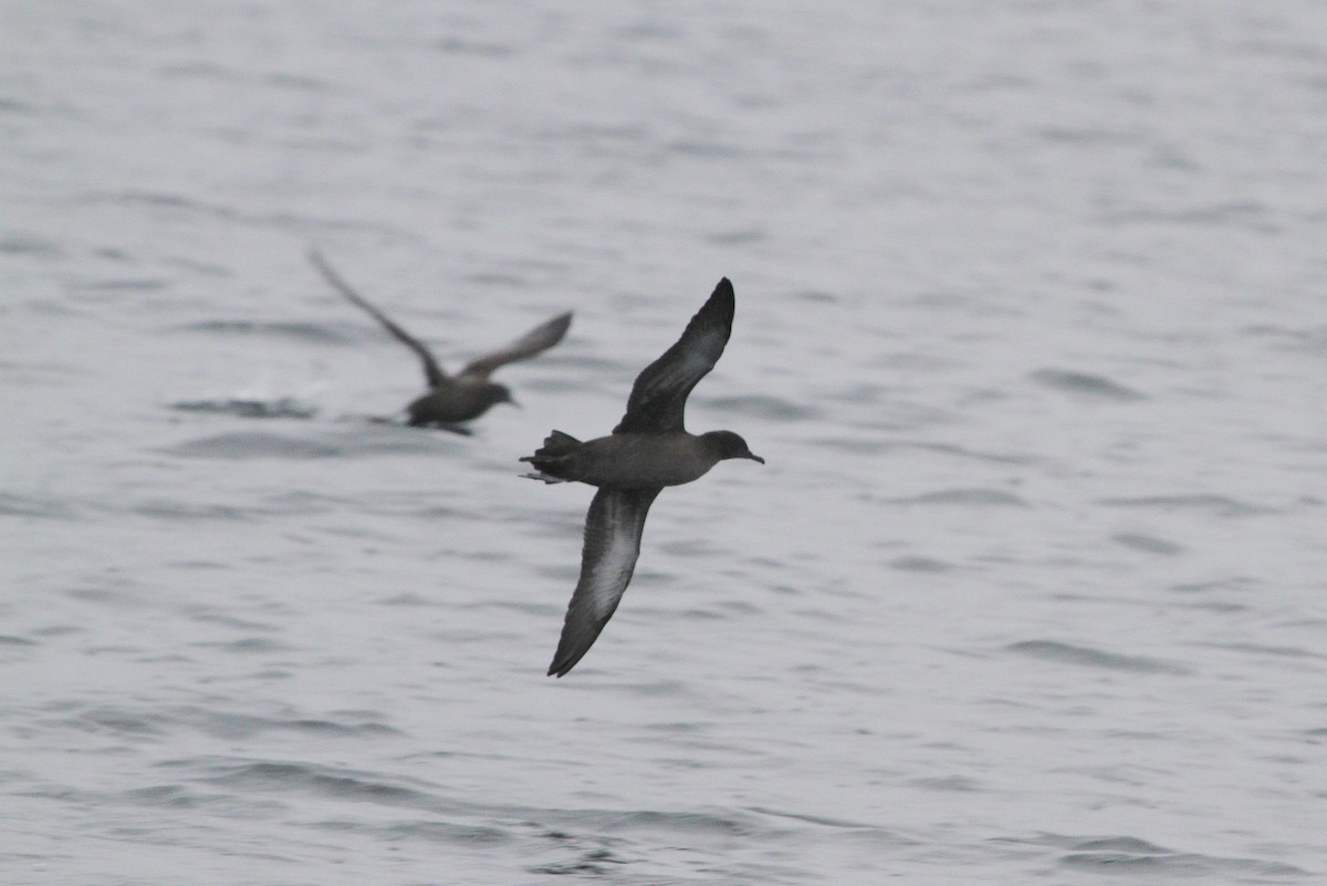 Sooty Shearwater - ML70322911