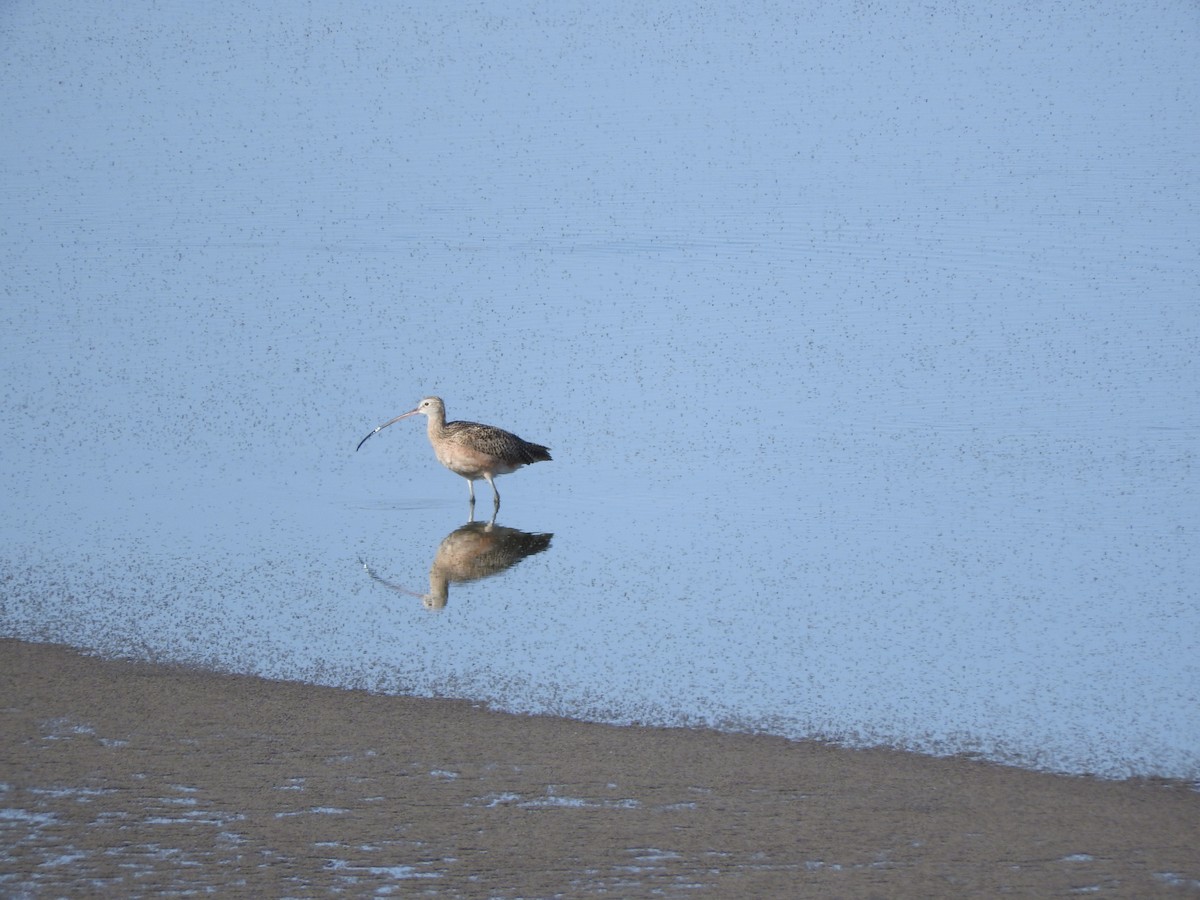 Long-billed Curlew - ML70323281