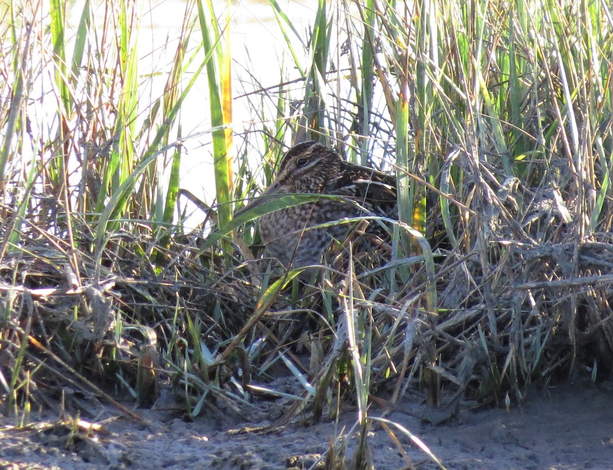 Wilson's Snipe - Timothy Fennell