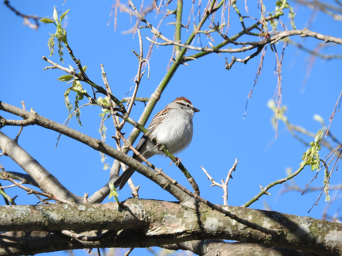 Chipping Sparrow - ML70323791