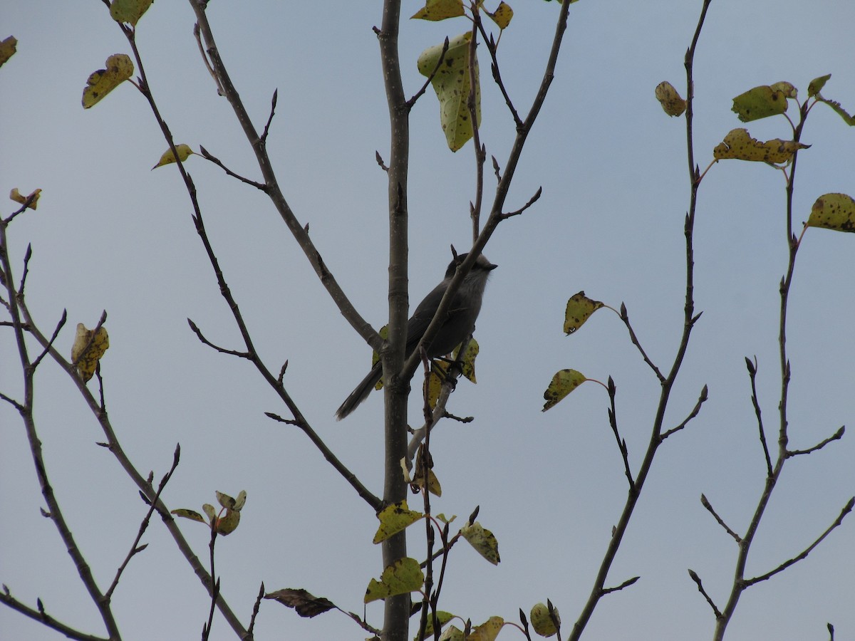Canada Jay - ML70324591