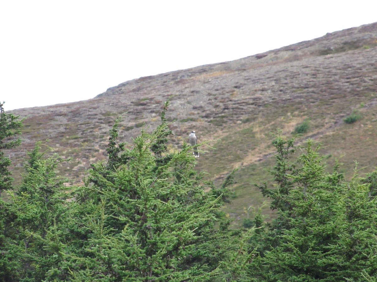Canada Jay - ML70324601