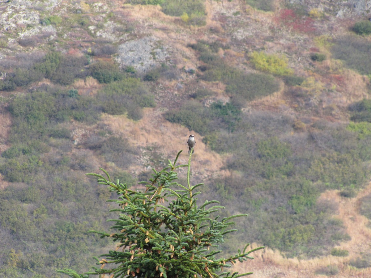 Canada Jay - ML70324641