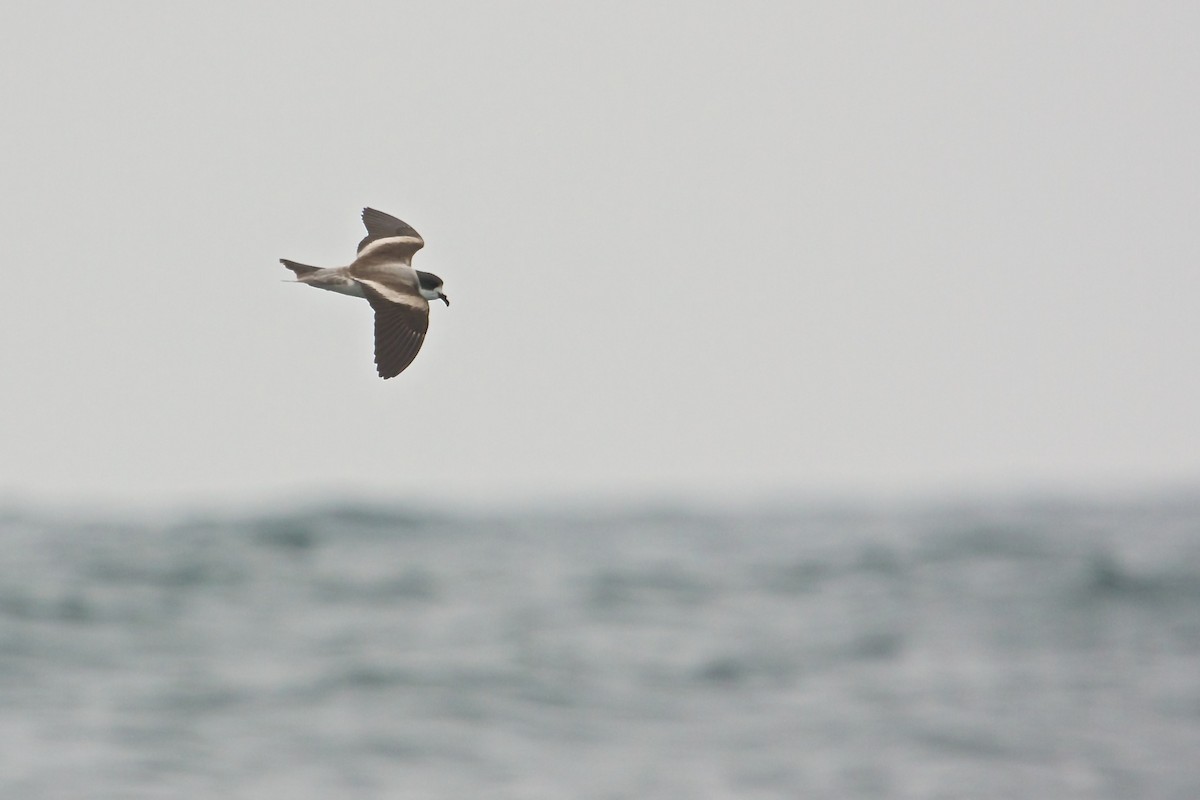 Ringed Storm-Petrel - Mike Andersen