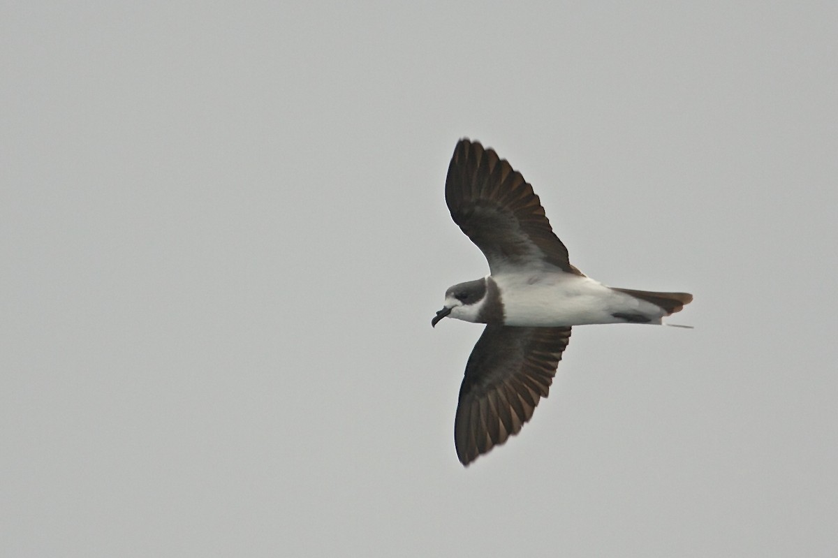 Ringed Storm-Petrel - ML70325521