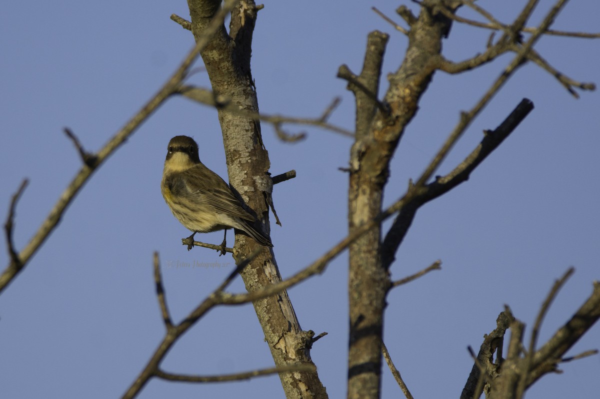 Yellow-rumped Warbler - ML70326481