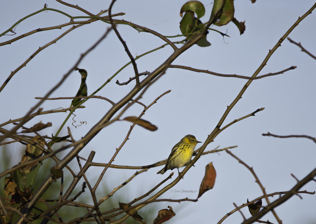 Cape May Warbler - ML70327621