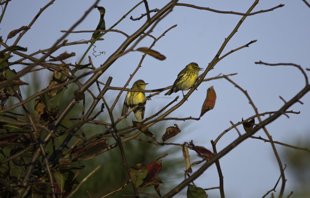 Cape May Warbler - ML70327651