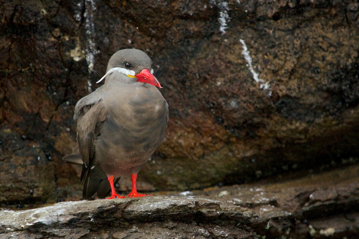 Inca Tern - Mike Andersen