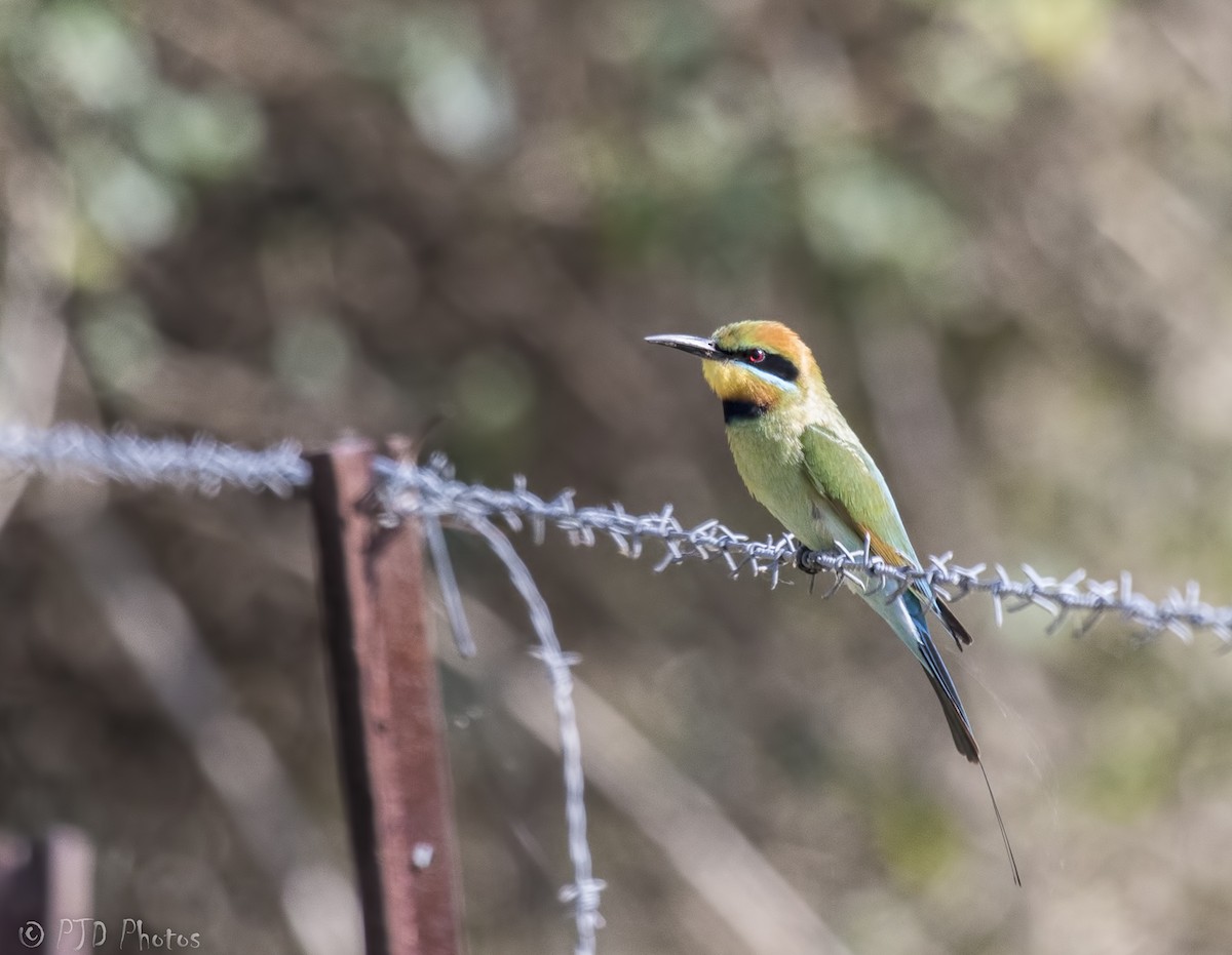 Rainbow Bee-eater - Jill Duncan &  Ken Bissett