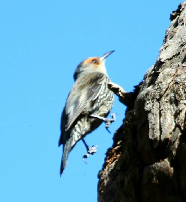 Red-browed Treecreeper - ML70330241