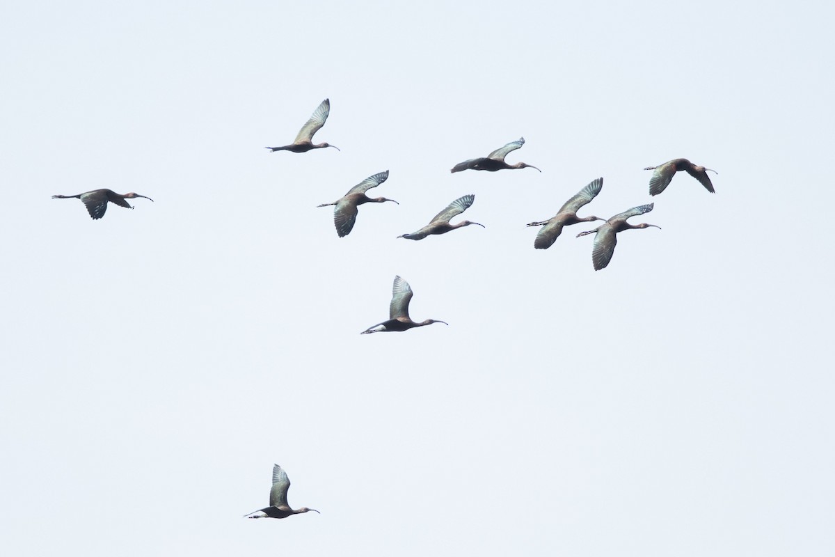 White-faced Ibis - ML70331201