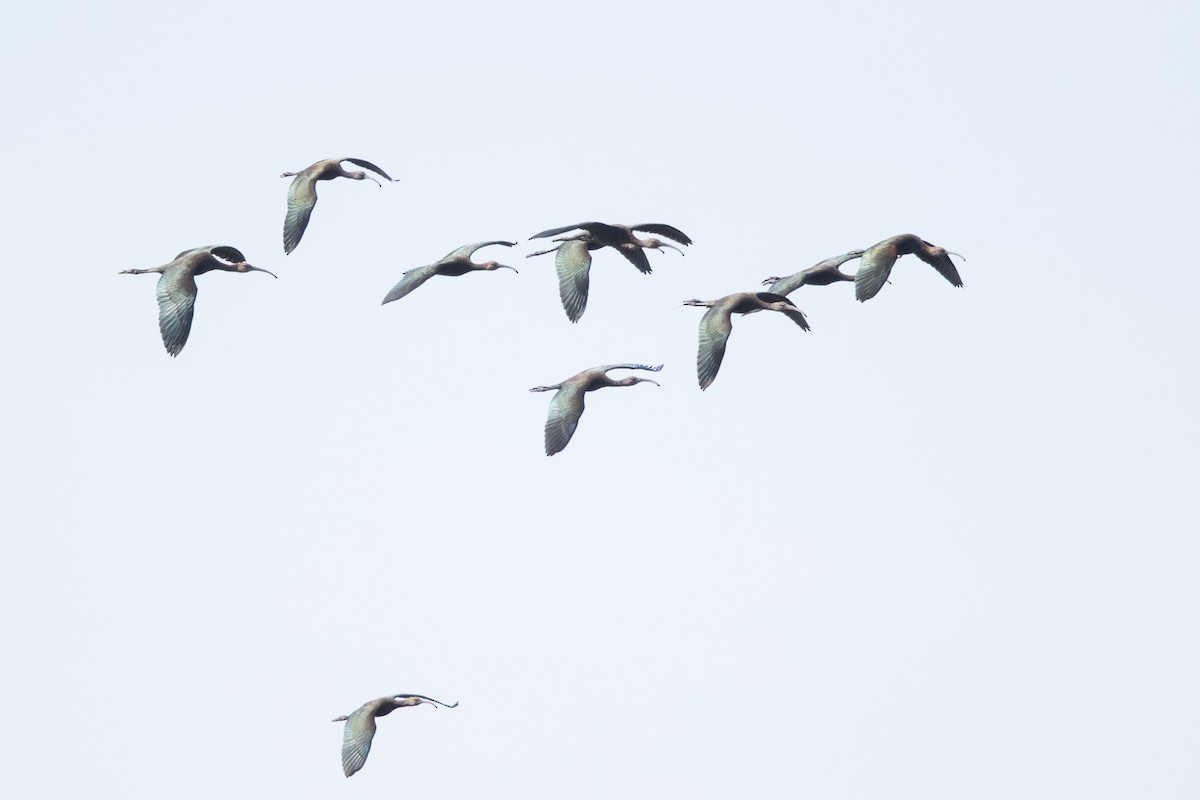 White-faced Ibis - ML70331211