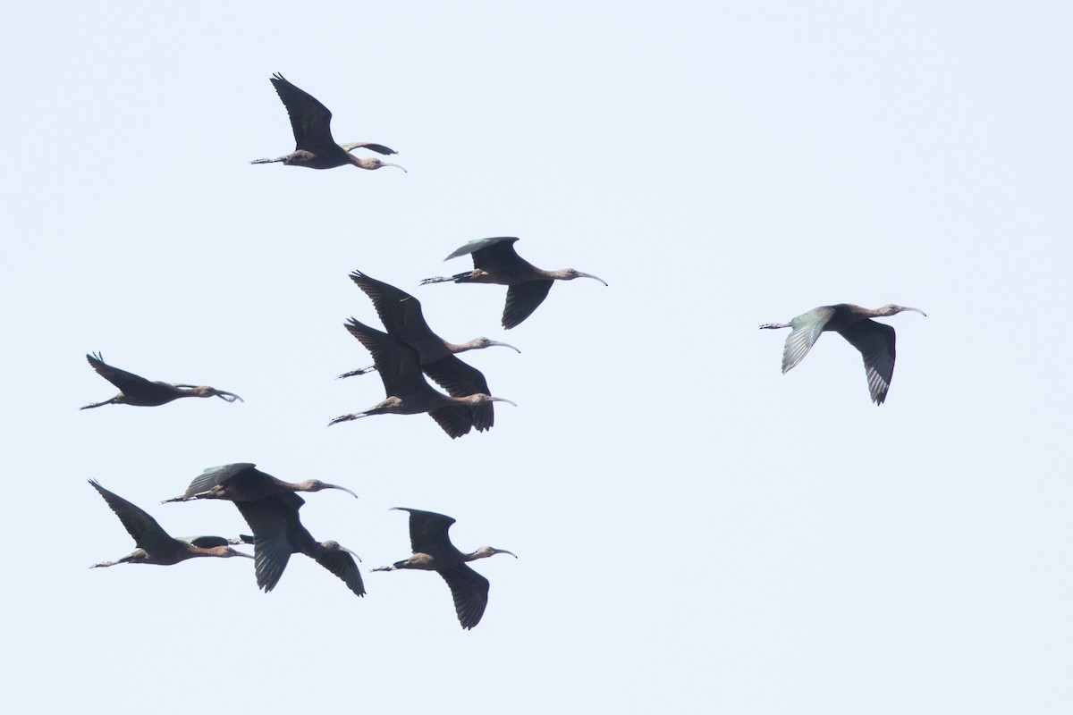 White-faced Ibis - ML70331221