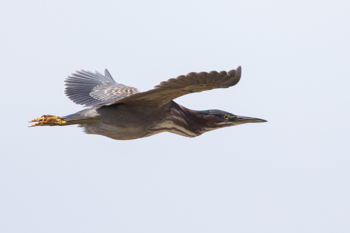 Green Heron - ML70331241