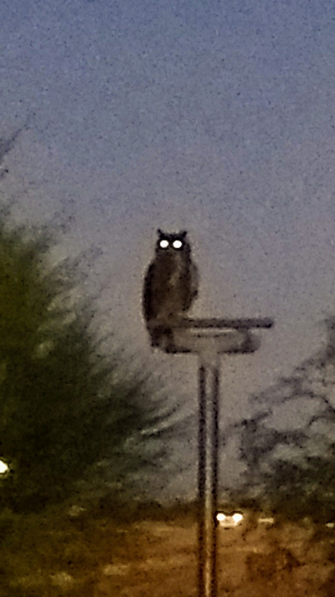 Great Horned Owl - ML70331351