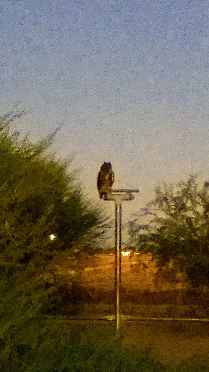 Great Horned Owl - ML70331371