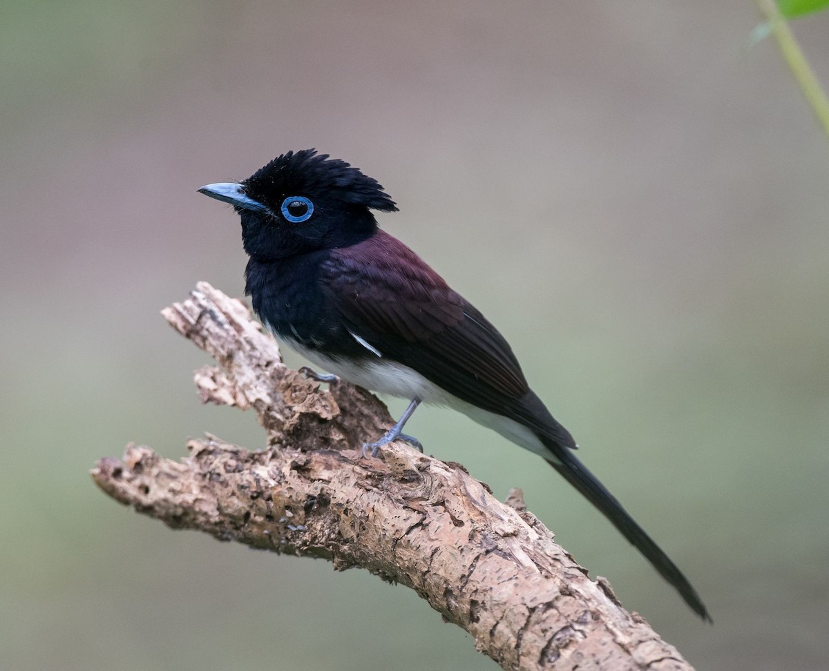 Black Paradise-Flycatcher - ML70331701