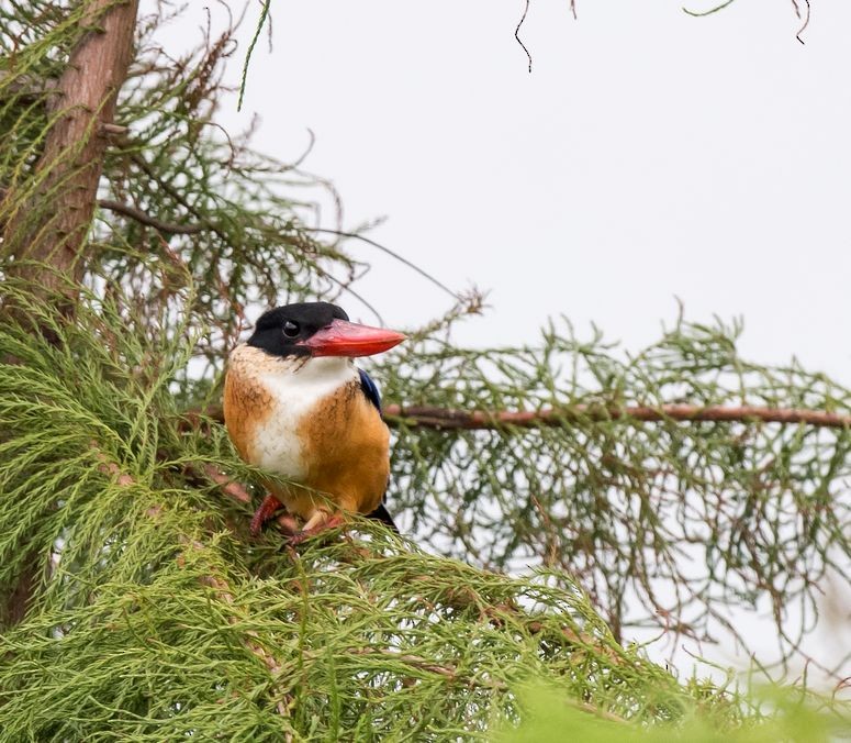 Black-capped Kingfisher - ML70331771