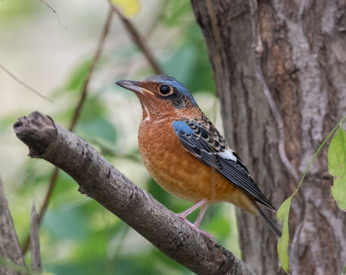 White-throated Rock-Thrush - ML70332001