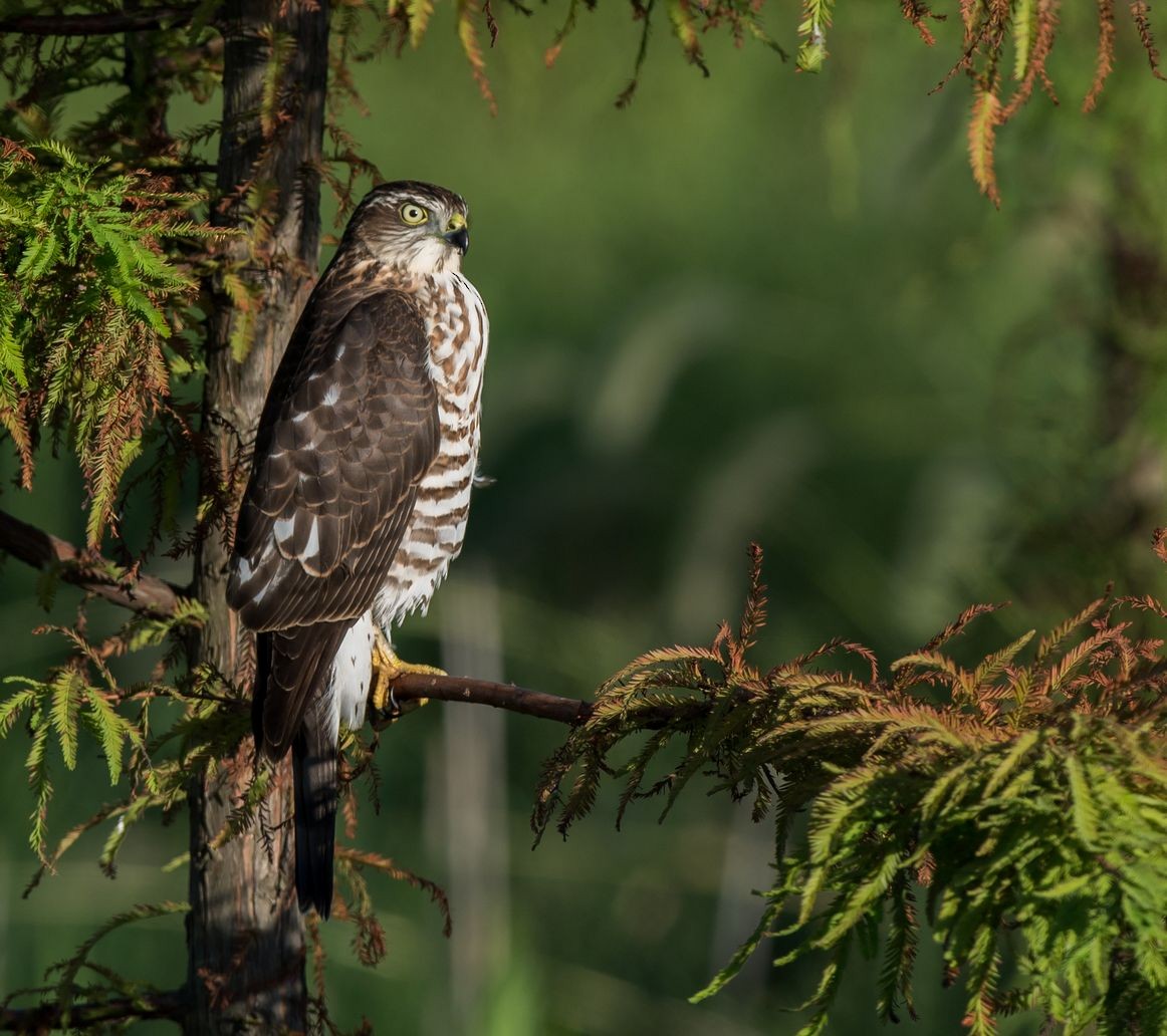 Japanese Sparrowhawk - Kai Pflug