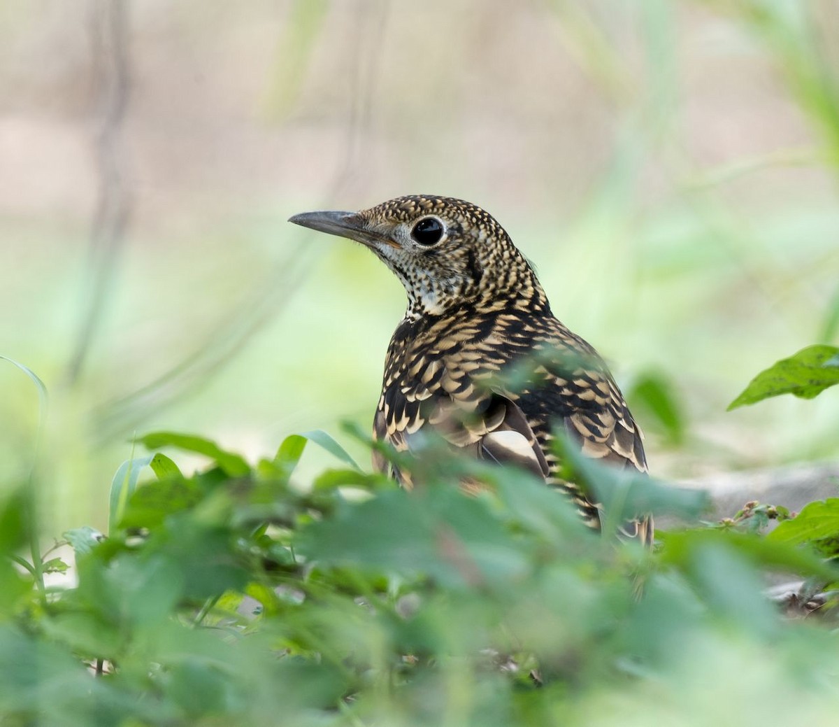 White's Thrush - ML70332191