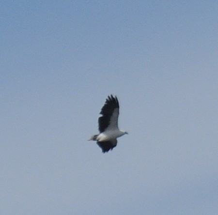 White-bellied Sea-Eagle - Diana Flora Padron Novoa