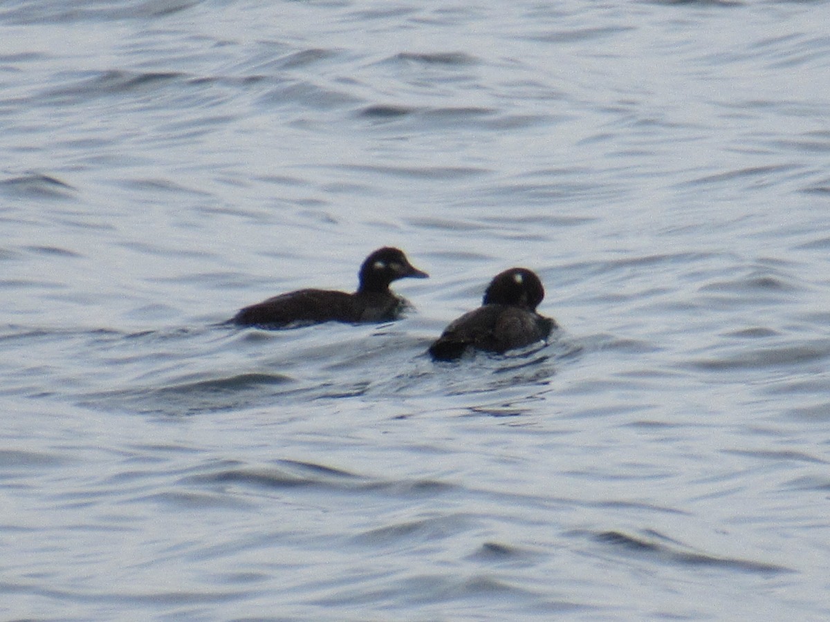 Harlequin Duck - ML70333461