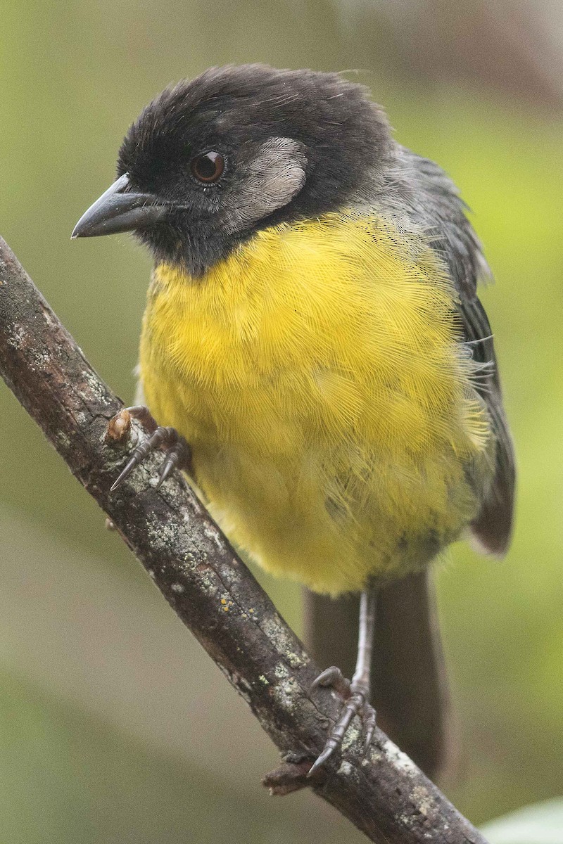 Santa Marta Brushfinch - Eric VanderWerf