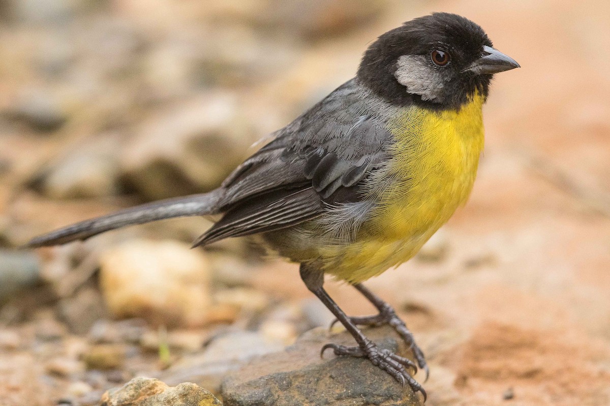 Santa Marta Brushfinch - Eric VanderWerf