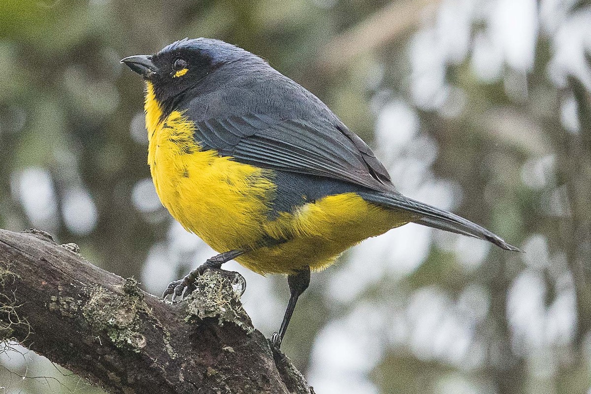 Black-cheeked Mountain Tanager - Eric VanderWerf