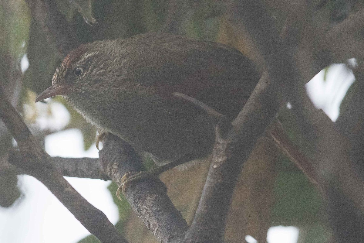 Streak-capped Spinetail - Eric VanderWerf