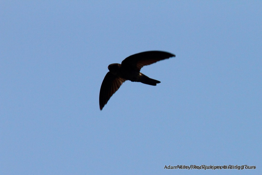 Caroline Islands Swiftlet - ML703344