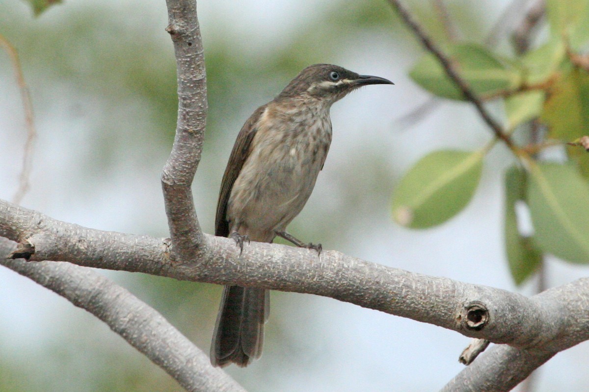 Kimberley Honeyeater - ML70334791