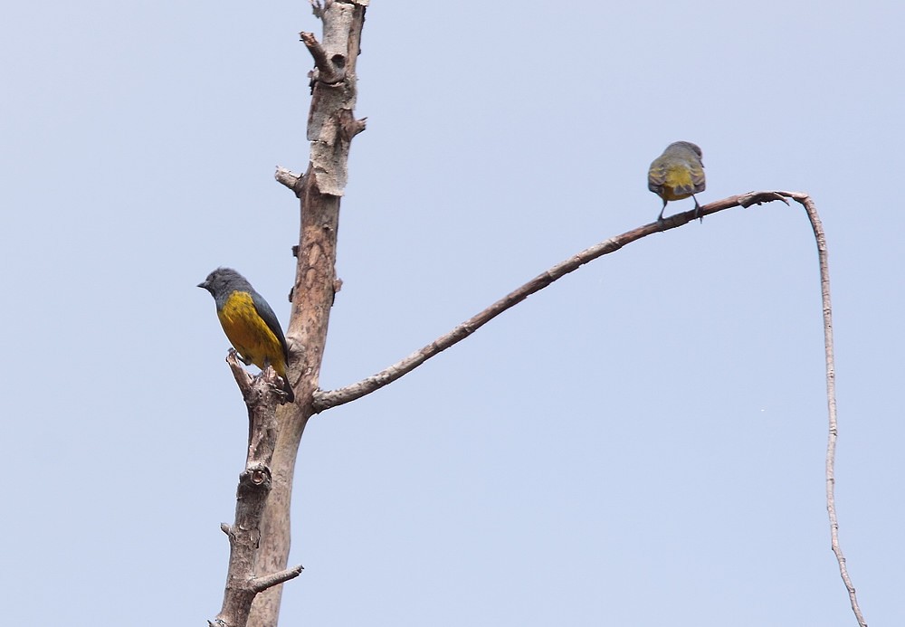 Plumbeous Euphonia - ML703351