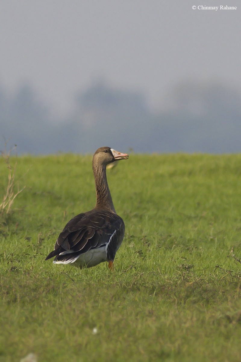 Greater White-fronted Goose - ML70336831