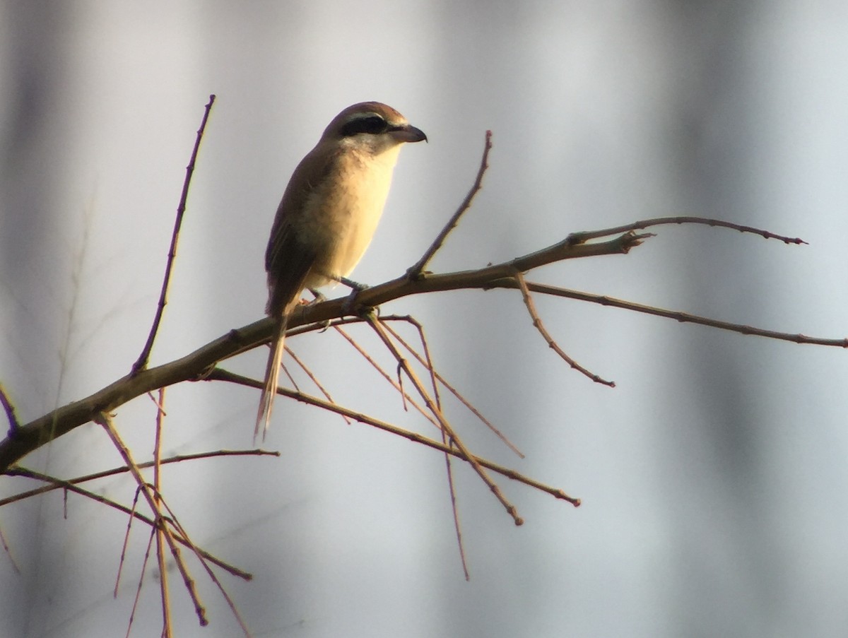 Brown Shrike - Martin Kennewell