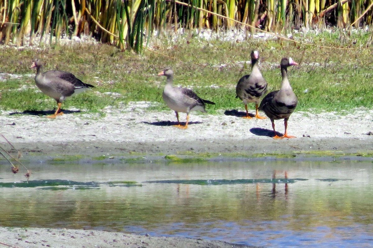 Greater White-fronted Goose - ML70337551