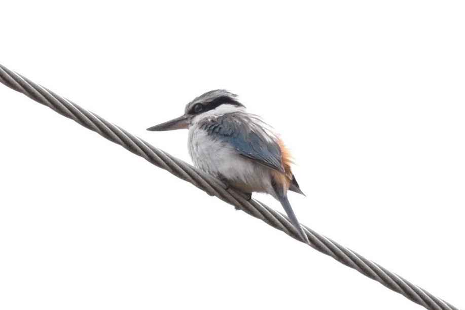 Red-backed Kingfisher - Bec Read