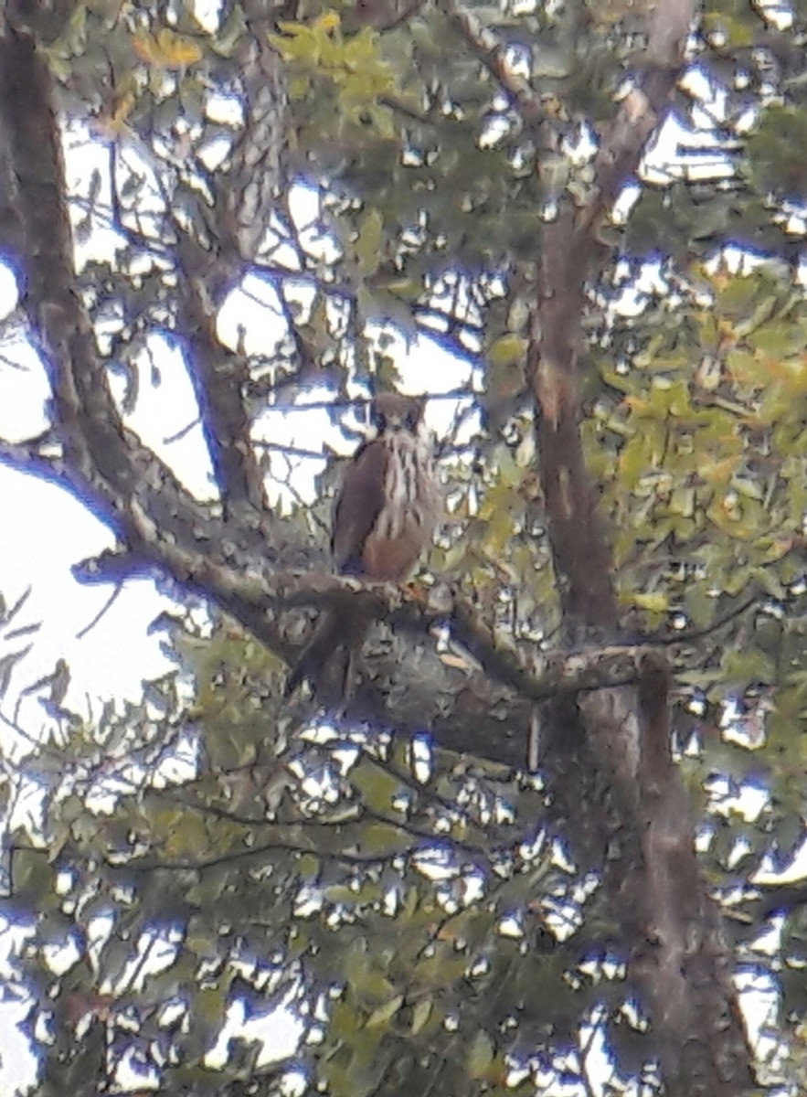 Eurasian Hobby - ML70337681