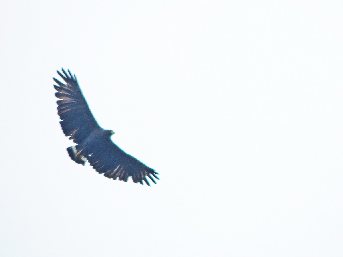 Solitary Eagle - ML70339251